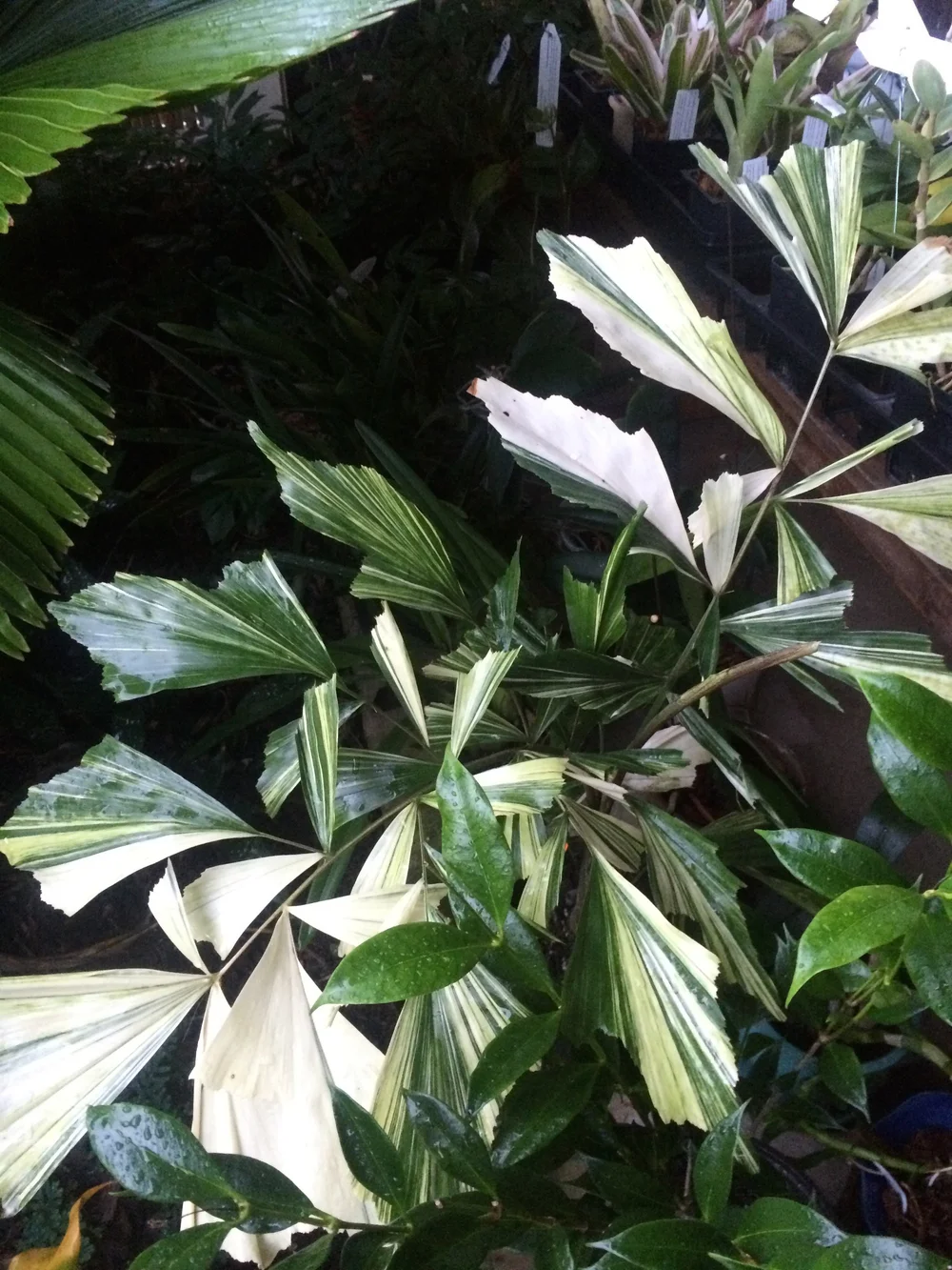 Caryota mitis　variegated Amazon.com : Variegated Fishtail Palm - Live Plant in an 3